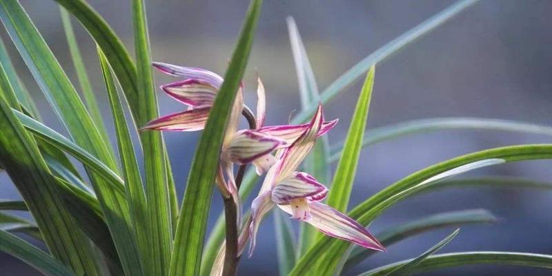 兰花的花语（浓情雅韵，品读兰花之美）