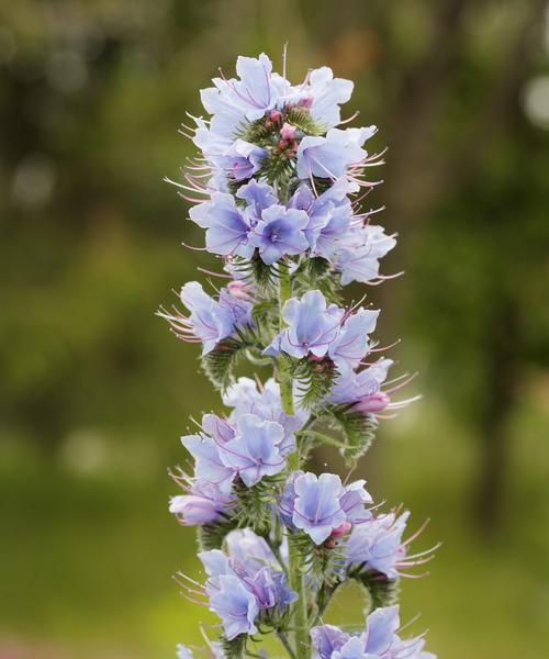 浪漫花语的花——玫瑰花（解读玫瑰花的浪漫花语）