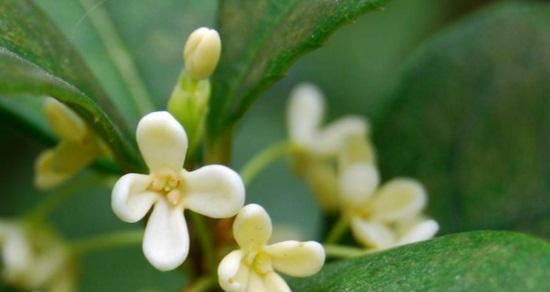 浓情岁月——桂花的花语与象征（桂花，代表着什么？）