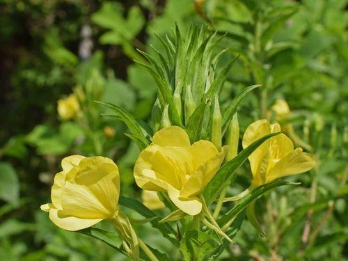 月见草（探究月见草的播种、生长、开花以及应用）