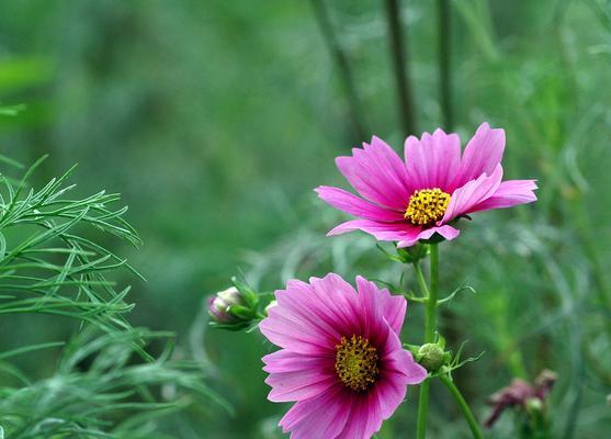 格桑花和波斯菊的区别（探寻两种花卉的外观、生长环境和文化背景）