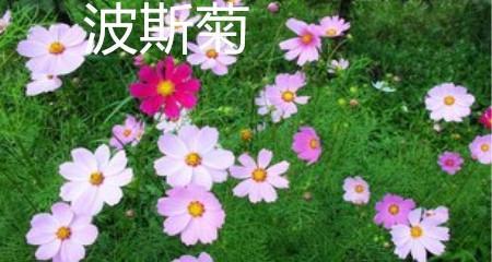 格桑花和波斯菊的区别（探寻两种花卉的外观、生长环境和文化背景）