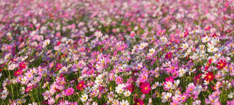 格桑花和波斯菊的区别（探寻两种花卉的外观、生长环境和文化背景）