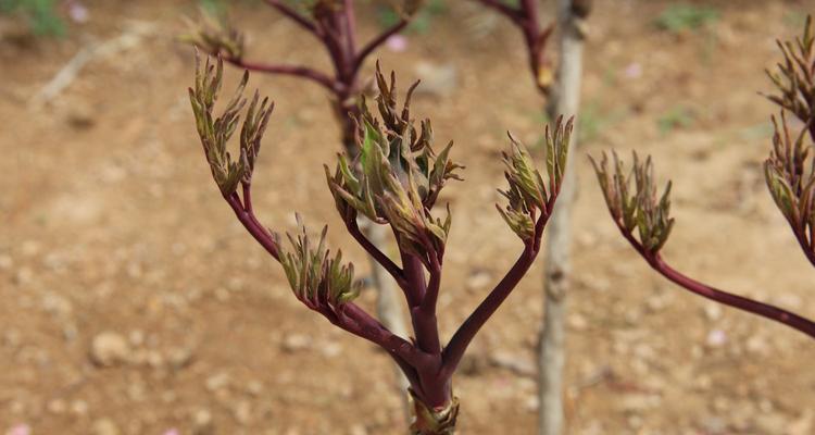 牡丹花种植指南（打造绚烂的牡丹花园，时间、方法、技巧全掌握）