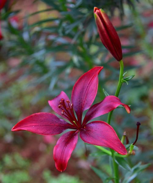 百合花的特点与外形（一朵花的自然之美）
