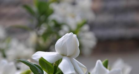 探寻栀子花的芳香世界（了解栀子花的特征和神秘力量）
