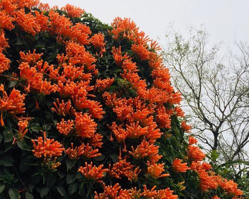 如何成功地种植炮仗花（打造炫目花海，）
