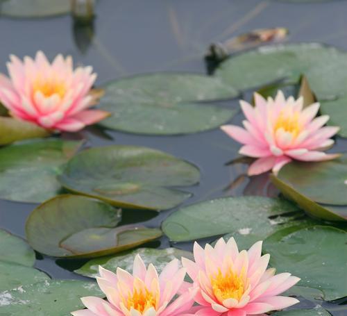 莲花开花时间的奥秘（探秘莲花开花背后的自然规律）
