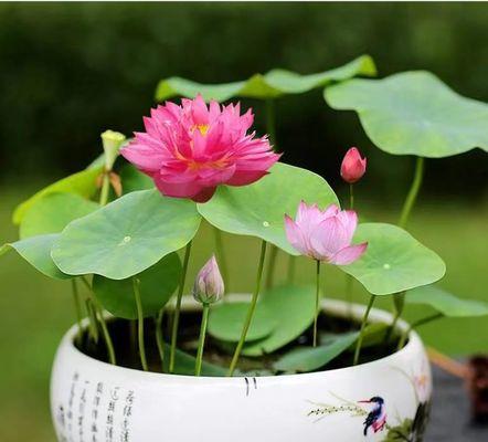 莲花开花时间的奥秘（探秘莲花开花背后的自然规律）
