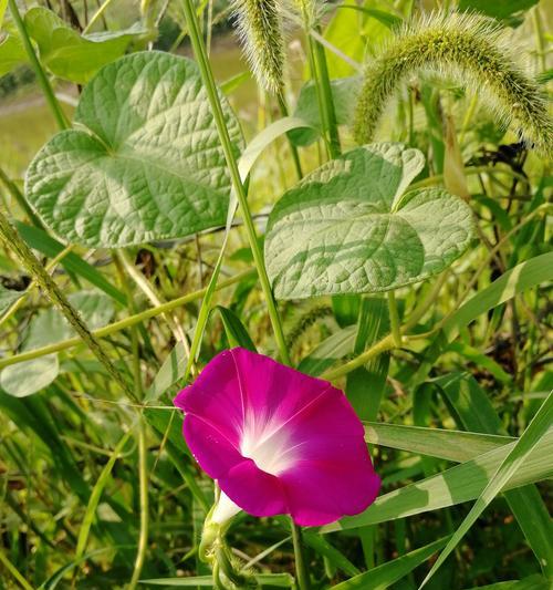 秋日盛开，美丽的花儿（探秘常见秋季开花的花卉世界）
