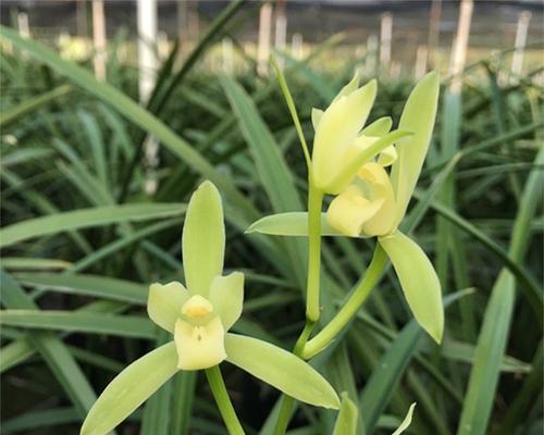 建兰一年开花次数（探秘建兰花开花规律）
