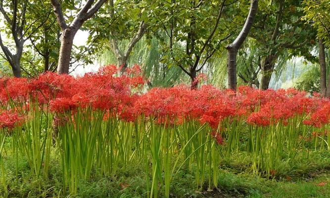 红花石蒜花语（探寻红花石蒜的花语之美）
