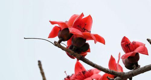 木棉花的寓意和花语（探寻木棉花的美丽与含义）
