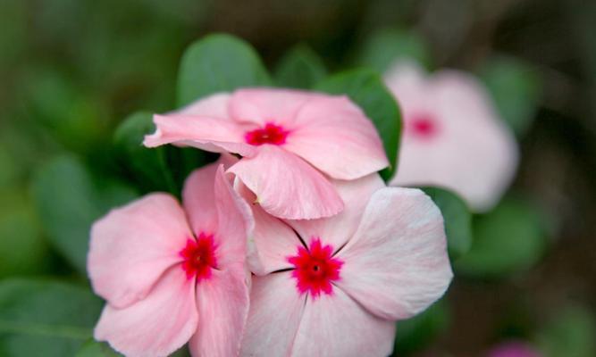 长春花花语与寓意（探寻长春花的神秘面纱）
