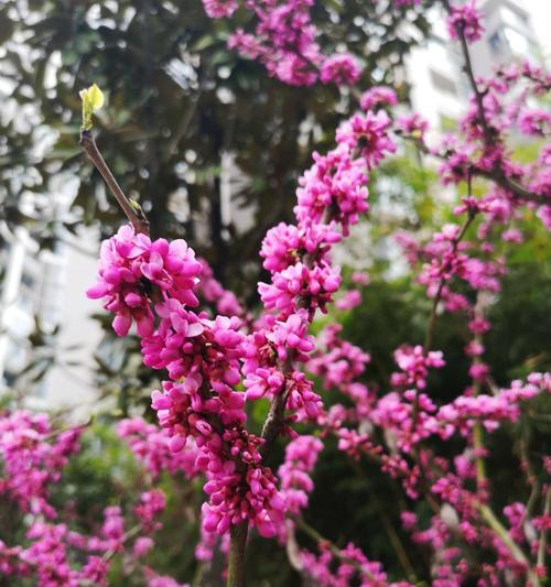 紫荆花花语及其象征意义（探究紫荆花背后的寓意与文化内涵）
