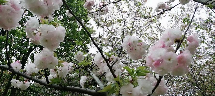 樱花花语与象征意义（探秘樱花的美丽神话）
