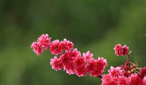 樱花花语与象征意义（探秘樱花的美丽神话）
