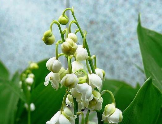铃兰花——芳香的花语与神话传说（探秘铃兰花的传统意义及文化渊源，赞美它的高雅气质）
