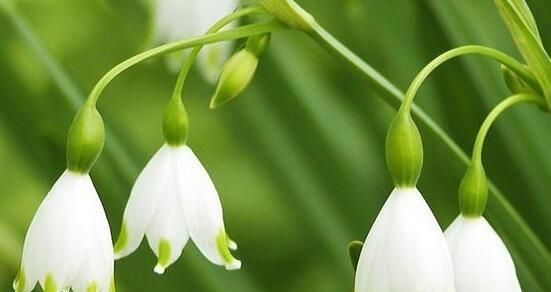 铃兰花——芳香的花语与神话传说（探秘铃兰花的传统意义及文化渊源，赞美它的高雅气质）
