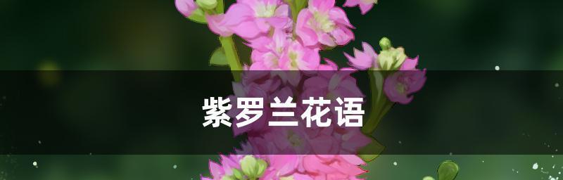 紫罗兰的花语（探究紫罗兰的意义）
