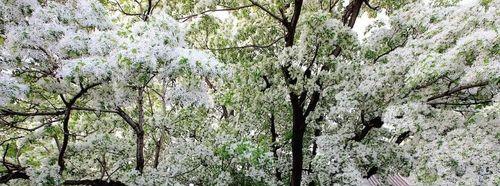 浪漫流苏花的花语（诠释花语，感受浪漫）
