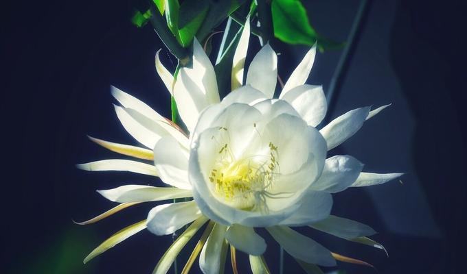 昙花花语的象征与寓意（探究昙花所代表的情感和精神内涵）
