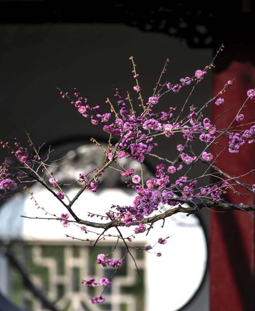 夏腊梅花语解读（一朵花，一个故事——解读夏腊梅的花语）
