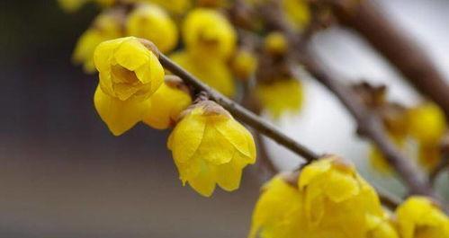 夏腊梅花语解读（一朵花，一个故事——解读夏腊梅的花语）
