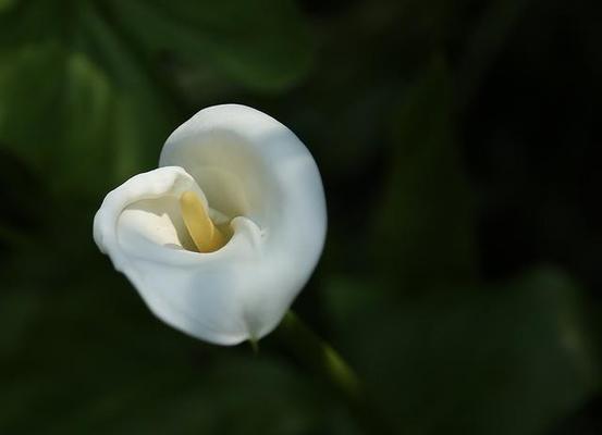 白色马蹄莲,花开花落间的坚韧(花语解析,文化意义及其生长习性)