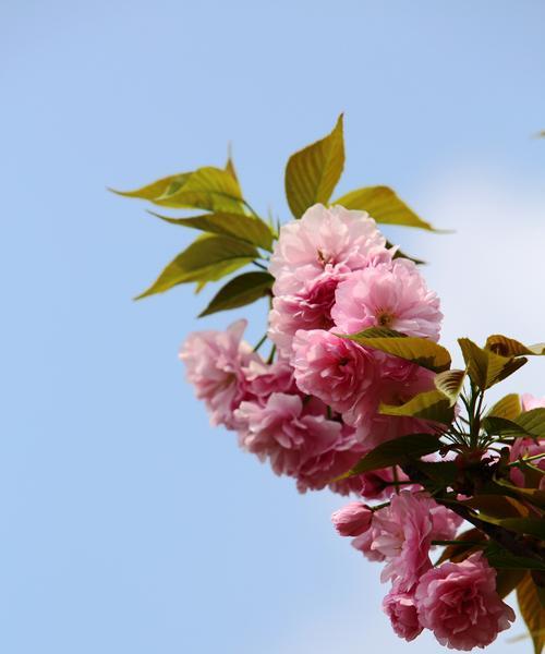 樱花花语与寓意（品读樱花，感悟生命的美好）
