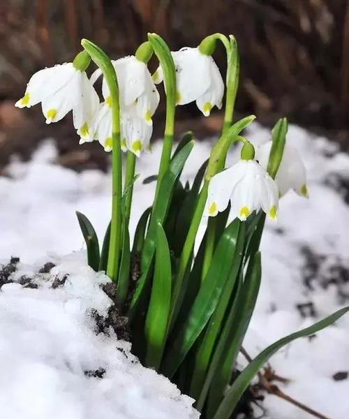 雪莲花花语，体现纯洁和高贵（雪莲花的鲜明特点及其象征意义）
