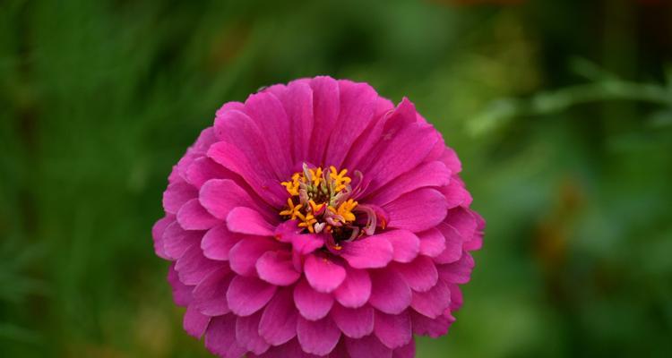 百日菊花语——花开寓意（传承历史的神秘花语，让我们走近百日菊）
