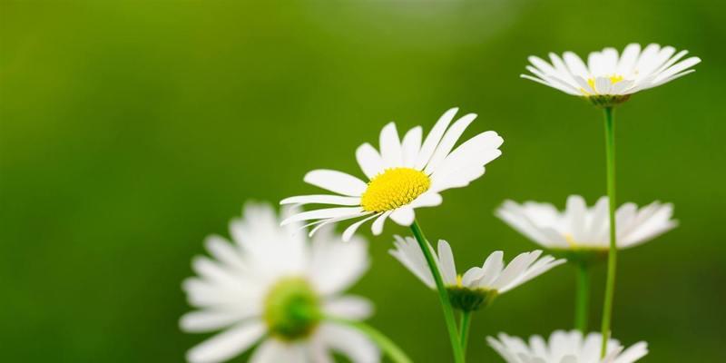 解读幸福小花——雏菊花语（幸福、心灵、坚韧）
