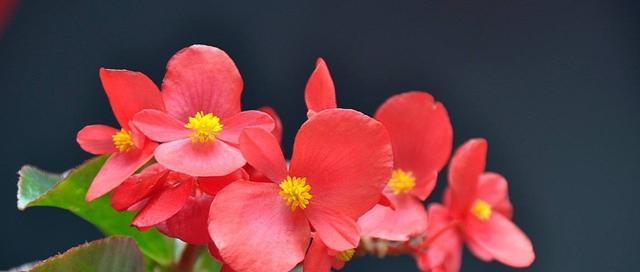 海棠花的花语与寓意（海棠花花语的千姿百态与背后深刻的含义）
