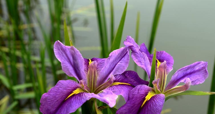 菖蒲花花语，浓情万丈（赏菖蒲，品人生）
