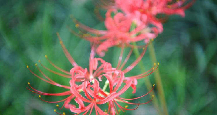 石蒜花的花语（探究石蒜花的隐含花语，了解花语与人生）