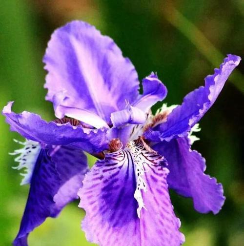 揭秘鸢尾花隐藏的花语（鸢尾花花语解析，神秘背后的真相）