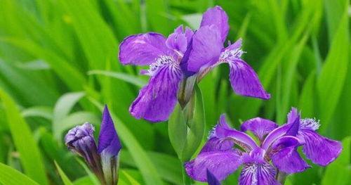 揭秘鸢尾花隐藏的花语（鸢尾花花语解析，神秘背后的真相）