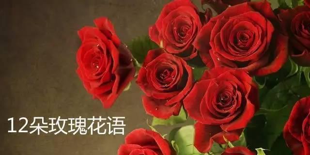 玫瑰花语与寓意（探寻玫瑰背后的诗情画意）