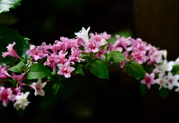 锦带花——传统文化中的祝福符号（探究锦带花的文化背景及其含义）