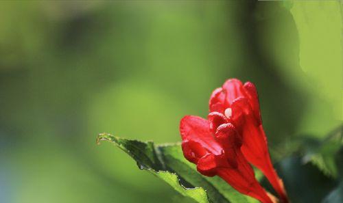 锦带花——传统文化中的祝福符号（探究锦带花的文化背景及其含义）