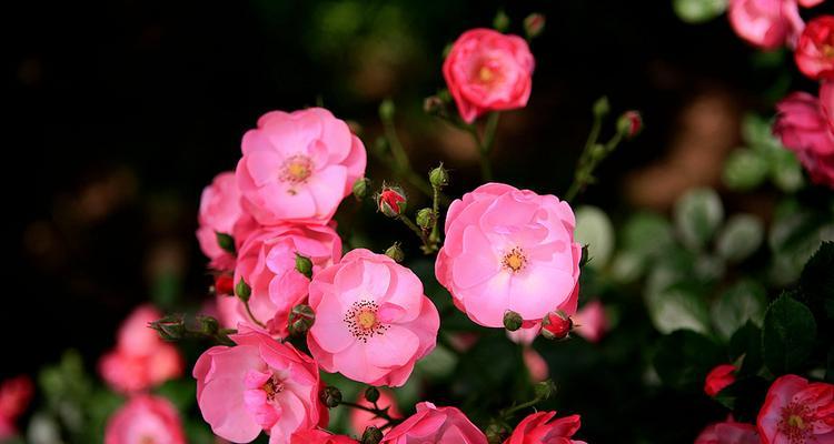 蔷薇花的花语与传说（探究蔷薇花的含义与神话传说）