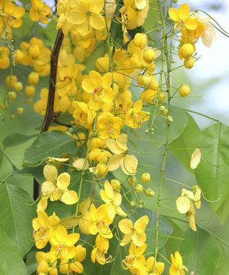 印度国花——莲花（美丽、神圣的象征）