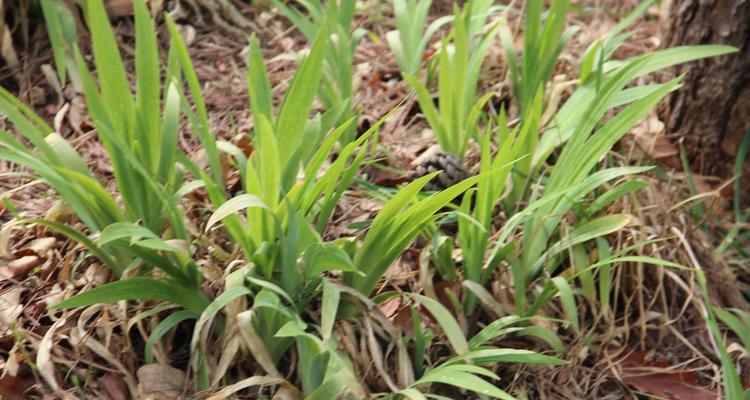 如何成功种植鸢尾——鸢尾花生长技巧（掌握5个关键点，轻松养护鸢尾花）