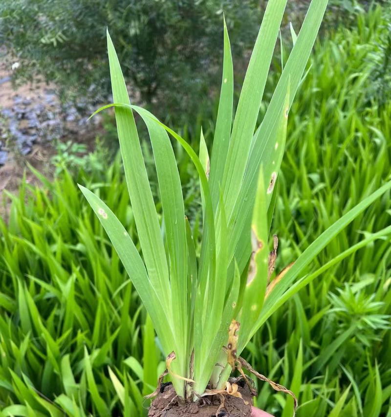 如何成功种植鸢尾——鸢尾花生长技巧（掌握5个关键点，轻松养护鸢尾花）