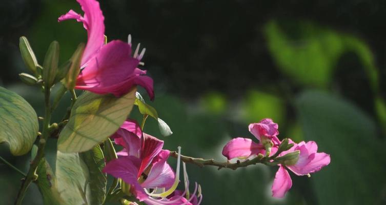 紫荆花的生长季节及（从春到夏，探究紫荆花的成长规律）