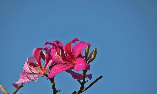 紫荆花的生长季节及（从春到夏，探究紫荆花的成长规律）