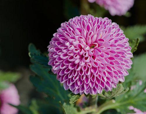 菊花喜酸不喜碱，揭开谜底（揭秘菊花的生长特性与土壤喜好，掌握正确养护技巧）