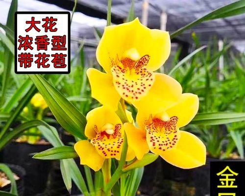 夏季大花蕙兰养护指南（打造漂亮健康的大花蕙兰，从夏季开始）