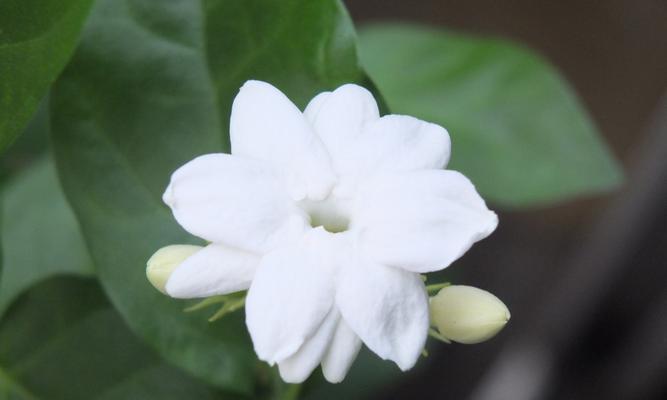 茉莉花的特点（花语、栽培、药用等多重身份）